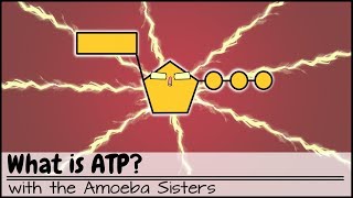 What is ATP [upl. by Suired35]