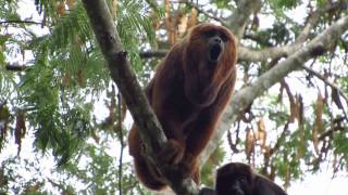 Ronco do Bugio Alouatta guariba clamitans [upl. by Range]