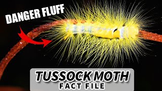 Tussock Moth Facts DANGER FLUFF  Animal Fact Files [upl. by Daahsar754]