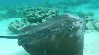 Snorkeling dans le lagon de la pension Kuriri à Maupiti  rencontre avec une raie pastenague [upl. by Porche]