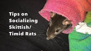 Tips on Socializing ShyTimid Rats ft Cream [upl. by Zzahc108]