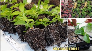 サフィニア挿し芽から植え替えまで❕３パターン🌺Petunia Surfinia Propagate from Cuttings❕ [upl. by Ahsot580]