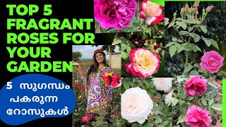 5 സുഗന്ധമുള്ള റോസ ചെടികൾ Top 5 Fragrant Roses For Your Garden FragrantRoses [upl. by Ned870]