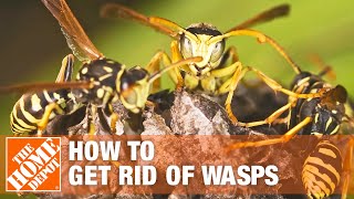 How to Get Rid of Wasps Around the House  The Home Depot [upl. by Nannahs]