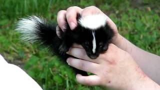 Baby skunk  how they spray [upl. by Andris]