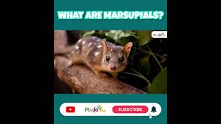 What are Marsupials Animals  Marsupial Mammals  Science for kids marsupials plufo shorts [upl. by Niraa]