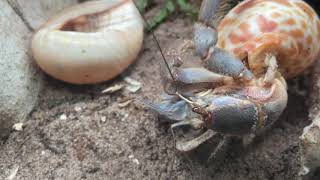 Hermit Crab Changing shells  CLOSE UP and in SLOW MOTION [upl. by Ayala]