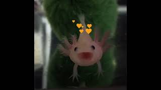 baby axolotl yawning [upl. by Retsae]