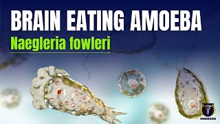 Naegleria fowleri  Brain eating amoeba  How to stay safe [upl. by Yelats]