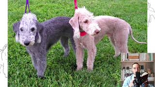 Bedlington Terrier Pros and Cons Price How to choose Facts Care History [upl. by Ahcsim]