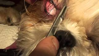 Treating a corneal ulcer in a bug eyed dog [upl. by Pollie]