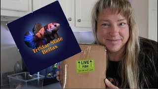 Unboxing New Betta Fish from TriStar State Betta [upl. by Naltiak]