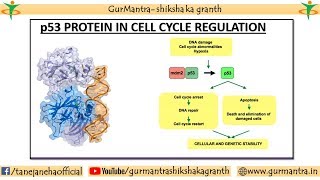 p53  ROLE OF p53 IN CELL CYCLE REGULATION TUMOR SUPPRESSOR PROTEIN [upl. by Ennoira937]