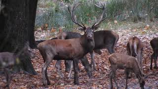 Herfst in de bossen van het Eperholt  17102024 [upl. by Hamid600]