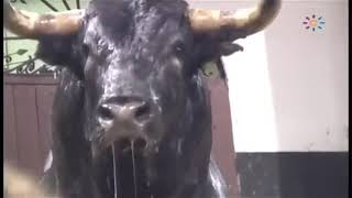 Toro de lidia Miura en los corrales de Sevilla España [upl. by Bartolome]