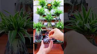 indoor plants bottle decoration indoorplants plantscare bottleplanter shortsfeed [upl. by Elleirda259]