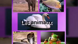 Les catégories des animaux [upl. by Yrrah418]