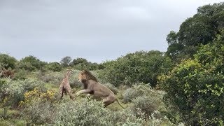 Baby Giraffe Attacked By Lions After Taking First Steps [upl. by Erb]