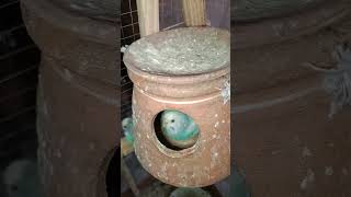 Australian budgie parrots black and red eyes new colony making how to tame mini birds Aviary Lahore [upl. by Takeo]