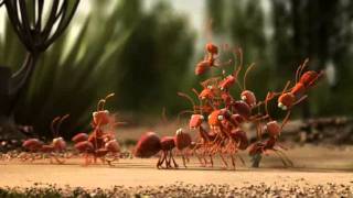 Ameisen gegen Ameisenbär  Ants vs Anteater [upl. by Adnamaa]