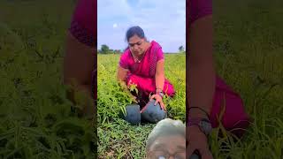 Organic food wa watermelon fruit sorts agri trending shetkri viralvideo [upl. by Marita]