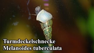 Turmdeckelschnecke  Melanoides tuberculata [upl. by Eyram]