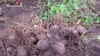 How the three leaves yam is been harvested [upl. by Acalia]