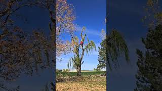 How tree workers take a break arborist farmlife treework [upl. by Teague341]