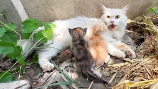 A mother cat wanted to take us to her kittens [upl. by Odlavu]