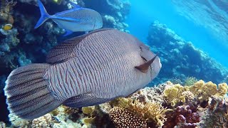 Napoleon wrasse Cheilinus undulatus and Bluefin trevally РыбаНаполеон и Синеперый каранкс [upl. by Horne]