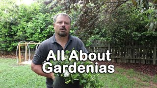 ALL ABOUT GARDENIAS  Details about different varieties and how to grow Gardenias [upl. by Patrice]