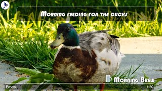 Morning feeding for the ducks [upl. by Garnette]