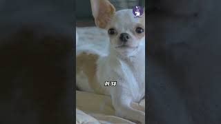 ¿Cuantos tipos de perros chihuahua hay chihuahuas reels chihuahuamexico mascotas [upl. by Alakcim477]