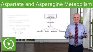 Aspartate Family and Asparagine Metabolism – Biochemistry  Lecturio [upl. by Salaidh]