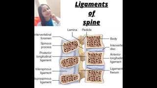 LIGAMENTS OF SPINE   LIGAMENTUM FLAVUM  SUPRASPINOUS  INTERSPINOUS  INTER TRANSVERSE LIGAMENT [upl. by Nuahsad668]