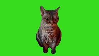 Angry cat green screen 1 [upl. by Annavoig]