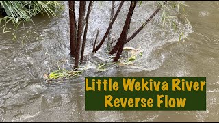 river wekiva little 4K Reverse Flow [upl. by Hofstetter]