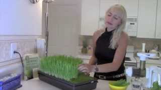 Como sembrar Hierba de Trigo paso a paso Wheatgrass [upl. by Nnayrrehs634]