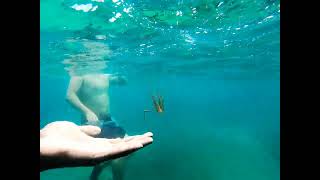 snorkeling in puerto rico [upl. by Oned]