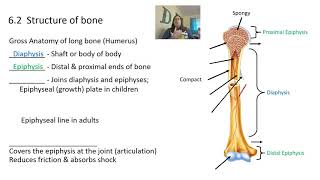 Skeletal system and bone tissue [upl. by Jegar308]