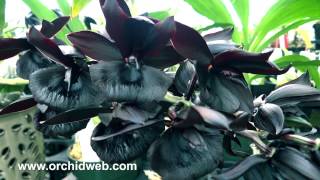 OrchidWeb  Monnierara Millennium Magic Witchcraft FCCAOS The Black Orchid [upl. by Nomaid801]