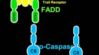 Apoptosis and Caspase8 Rate My Science [upl. by Rexanne]