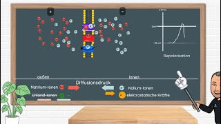 Das Aktionspotential  Erklärung und Anwendungsbeispiele in Klausuren Neurobiologie Oberstufe [upl. by Dlorah]