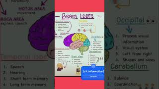 Brain lobesshortsvideo education learning brain brainanatomy humanbrain shortsviral shorts [upl. by Fin]