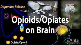 Opioids Mechanism of Action Addiction Dependence and Tolerance Animation [upl. by Llerat56]