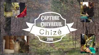 Captures Chevreuil à Chizé [upl. by Titus]