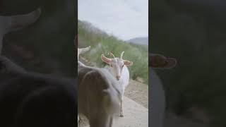 Tennessee Fainting Goats Why They Fall Over [upl. by Cherida]