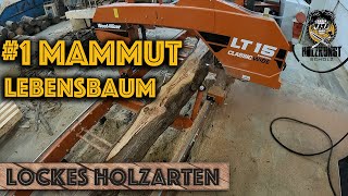 Lockes Holzarten 1 Mammut Lebensbaum Holzkunst Scholz Offiziell  Holzkunst Scholz [upl. by Mackay]