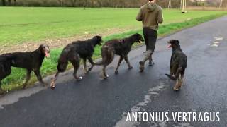 5 months deerhound puppy move [upl. by Zenitram]