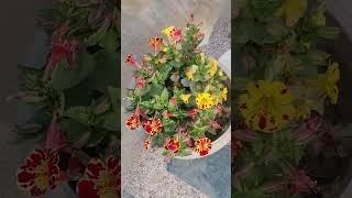 monkey flowermimulus shorts shortsfeed viralshort tiktok shortvideos saariduniyajalaadenge [upl. by Chavey]